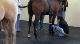 Резиновые покрытия для крс