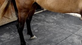 Резиновые маты для лошадей